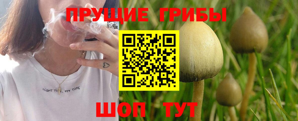 Тверь  цены наркотик  Галлюциногенные грибы GOLDEN TEACHER  Вход с VPN  Псилоцибиновые грибы GOLDEN TEACHER 